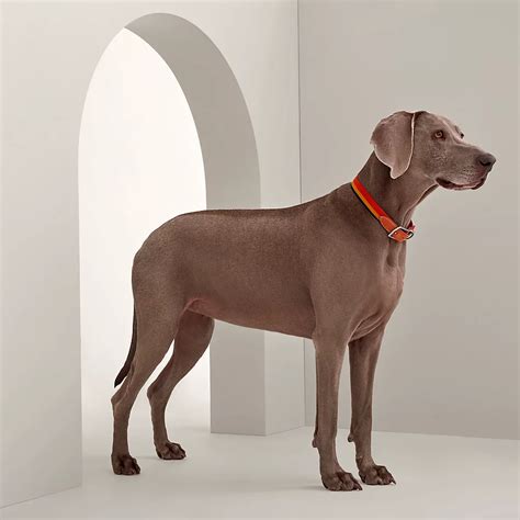 hermes dog twilly|hermes equestrian dog collars.